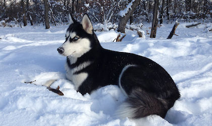 Sibirische Husky Welpen Astrila Husky Zucht Koln